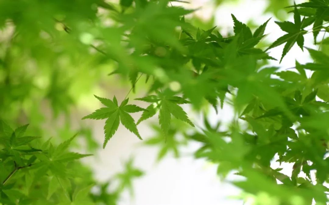 人過50歲，身邊最親的人是誰？