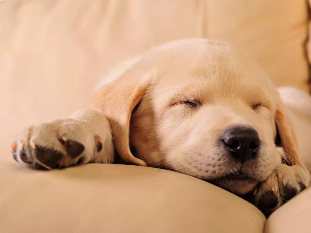早起毀上午晚起毀一天？你對睡眠認(rèn)知有多少