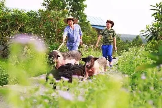 北大畢業(yè)生賣豬肉身價過億：讀書無用論，才是最大的謊言