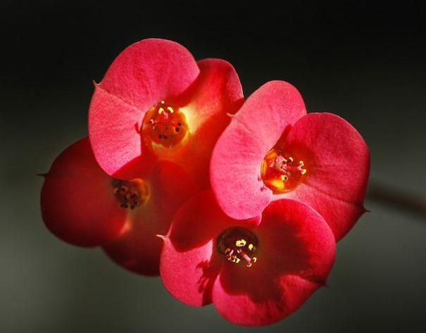 你第一眼喜歡哪朵花，測出你最近桃花運(yùn)怎么樣