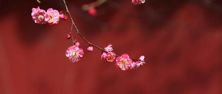 徐凱文：發(fā)現(xiàn)心理咨詢之美