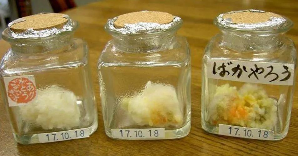好玩又讓人難以置信的“米飯?jiān)囼?yàn)”