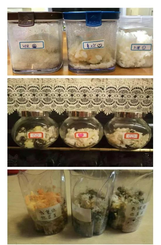 《水知道答案》意念的力量，花療師的米飯實驗