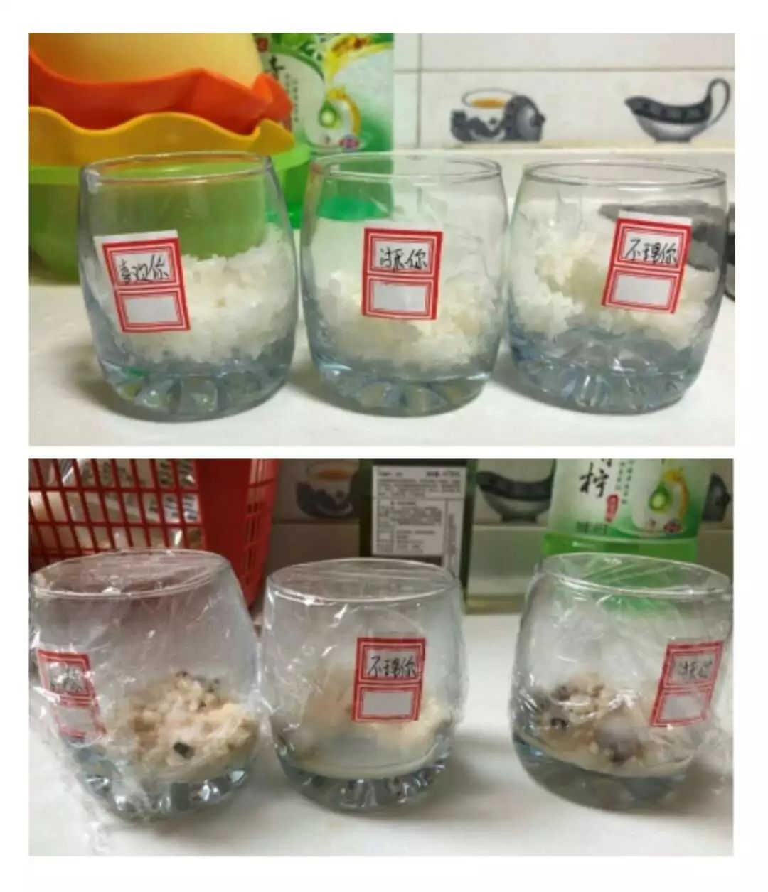 《水知道答案》意念的力量，花療師的米飯實驗