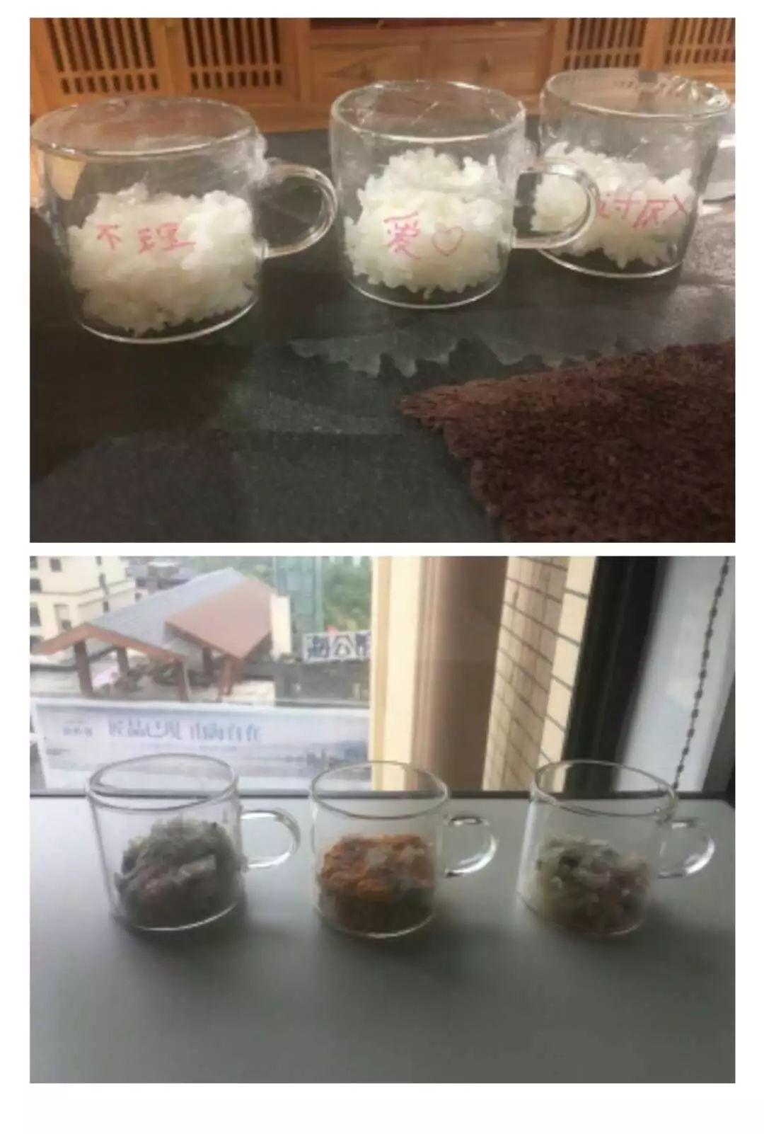 《水知道答案》意念的力量，花療師的米飯實驗