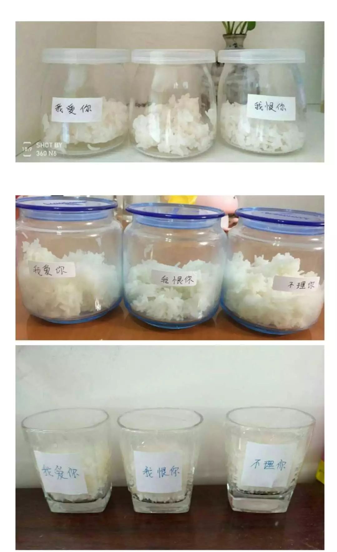 《水知道答案》意念的力量，花療師的米飯實驗