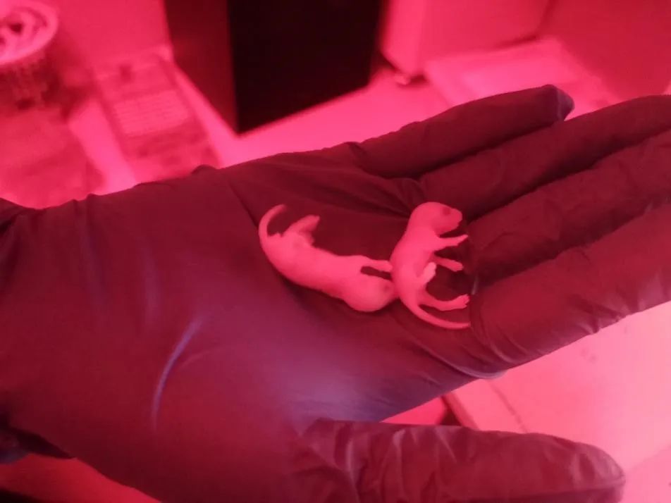 「光遺傳學(xué)」只用一束光，就可以操控他人的意念