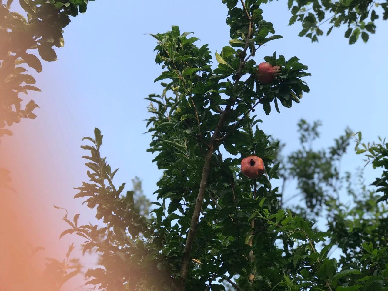 愛情的本質(zhì)是什么？