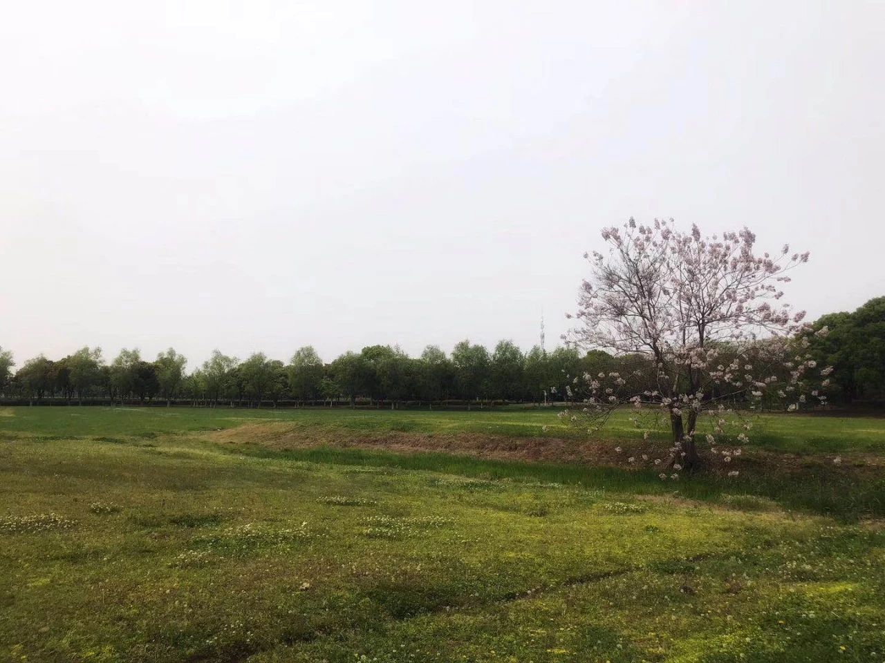 心理學(xué)大師弗洛伊德、羅森費(fèi)爾德、羅杰斯做過的失敗個(gè)案