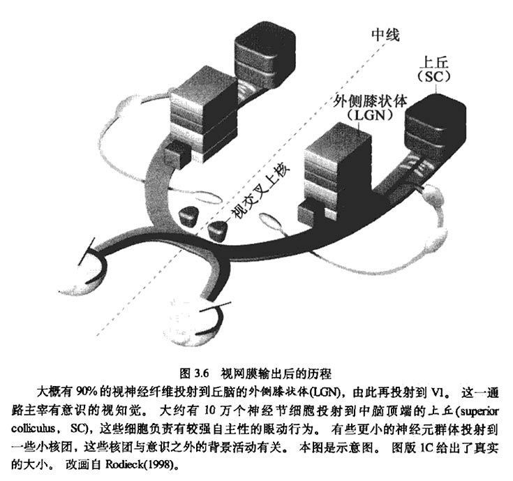 盲視現(xiàn)象與盲視的概念