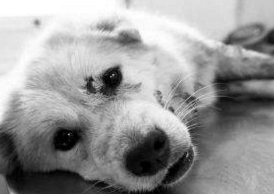 虐待小動物的人心里的想法