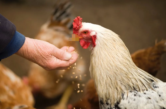 害怕尖嘴動物是什么心理疾病嗎