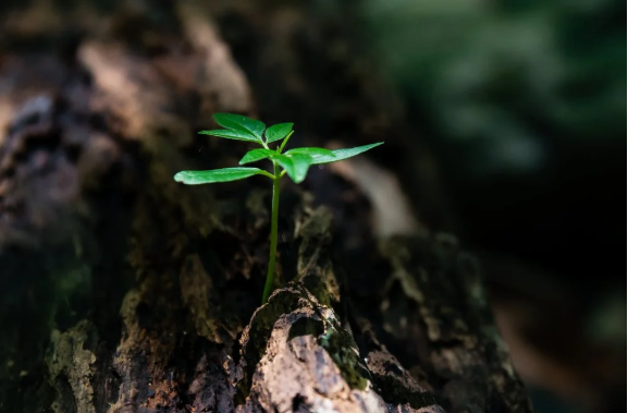 簡(jiǎn)單美好生活的18條法則