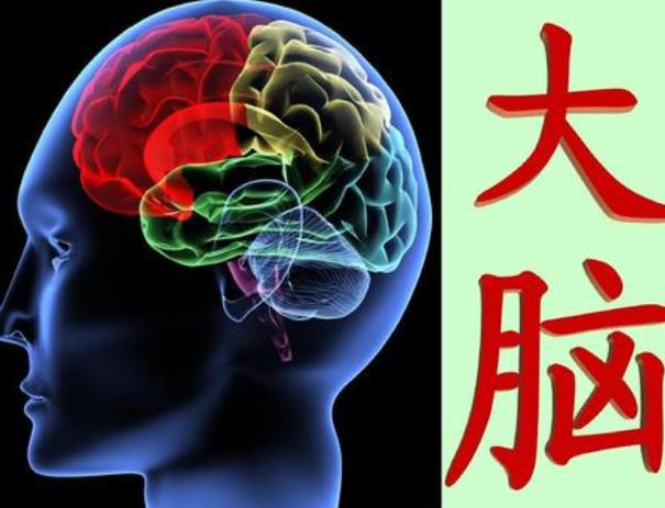 神經(jīng)可塑性是指什么？