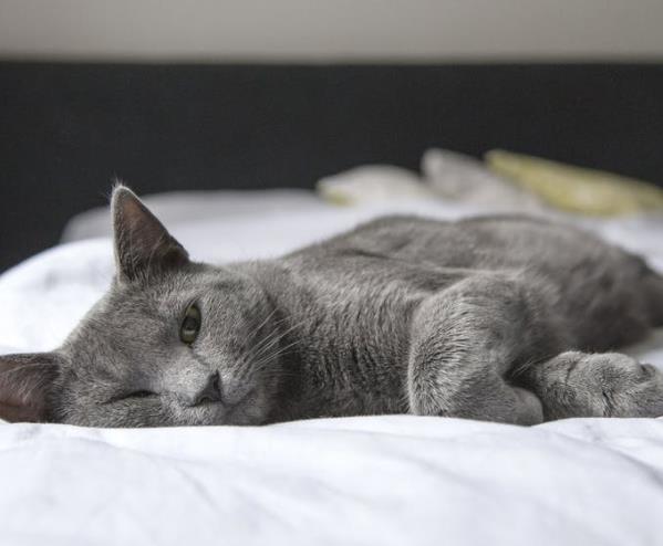 “八小時睡眠論”竟然是假的？