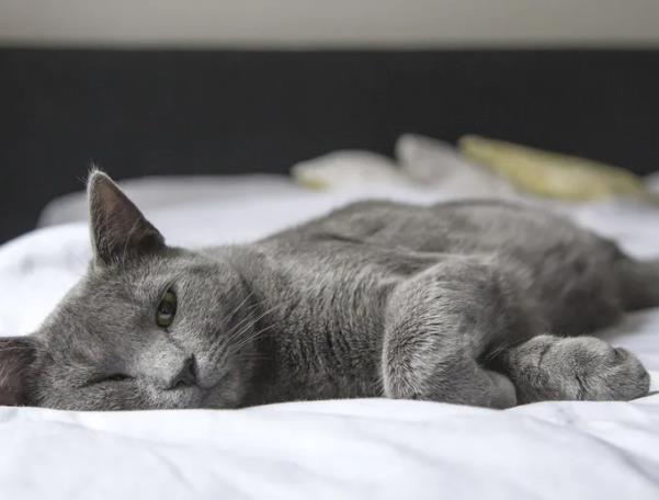 你的睡眠越來越少？睡不著，還是不想睡？