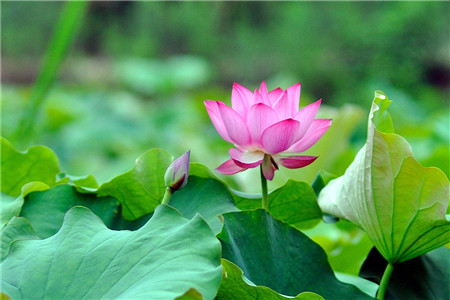 測出你的花型性格