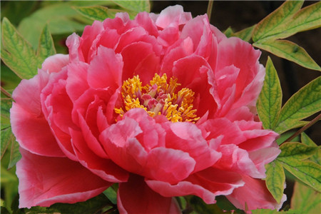 測出你的花型性格
