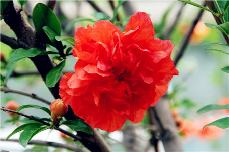 測出你的花型性格