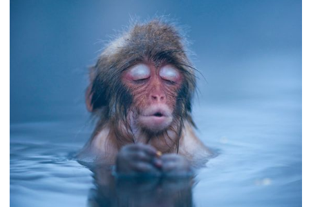 測哪種動物符合你