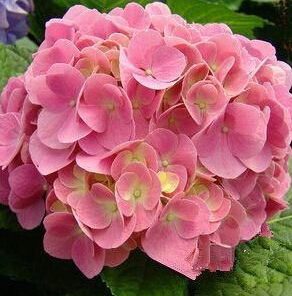 心理測(cè)試：四種幸運(yùn)花，你會(huì)選哪種？測(cè)試你的人生會(huì)有好運(yùn)眷顧嗎
