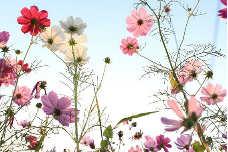 看看三月你的桃花運來了嗎？
