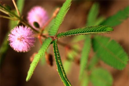 哪種植物象征你的職場(chǎng)生活