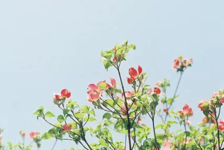 做一個(gè)賢妻良母到底有多難