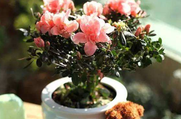 不適合養(yǎng)花的5種人