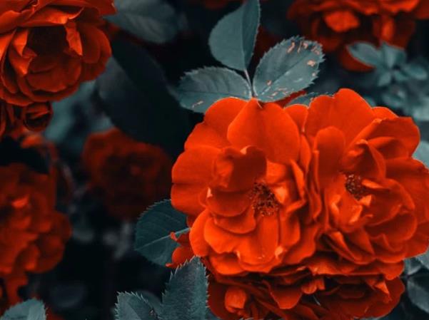 大男人喜歡養(yǎng)花到底是什么心態(tài)？