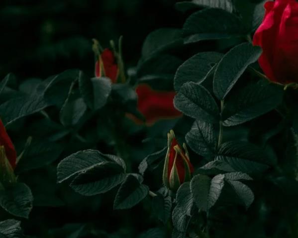 大男人喜歡養(yǎng)花到底是什么心態(tài)？
