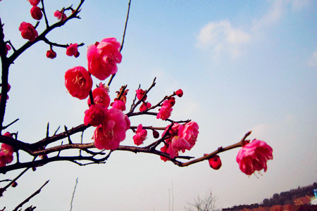 測(cè)你最近的桃花運(yùn)
