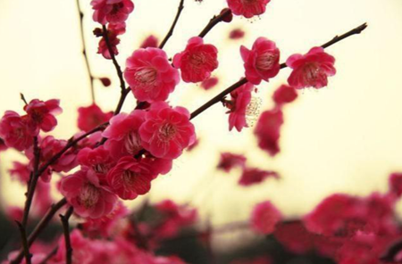 什么植物能給你帶來(lái)幸運(yùn)
