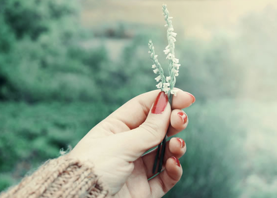 測(cè)你的性格更接近于哪種植物？
