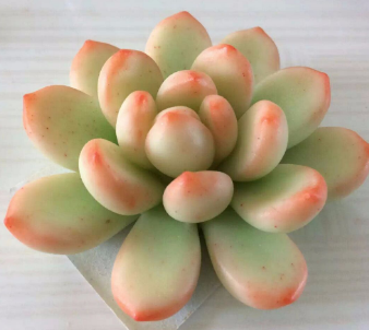 心理測試：你最喜歡哪盆多肉，測出三個月內(nèi)你有啥美事發(fā)生