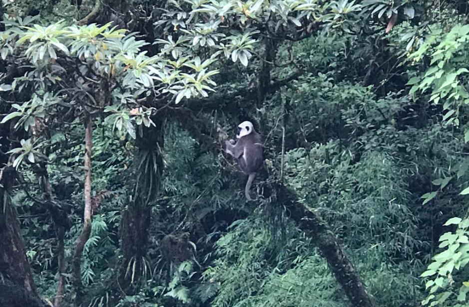 喜馬拉雅山的猴子、人類思維的不可控制性