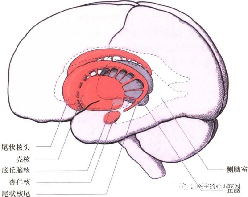 人為什么喜歡看八卦，是什么心理原因？