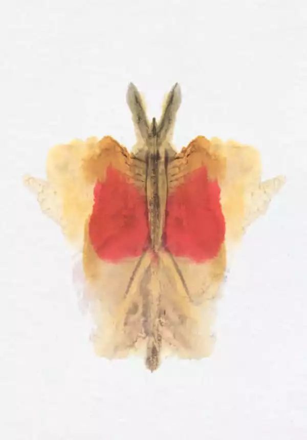 心理學(xué)網(wǎng)紅「羅夏測(cè)驗(yàn)」兩張圖投射出你的另一面