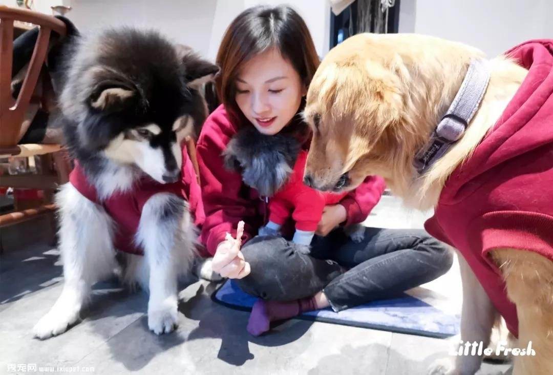 為什么養(yǎng)寵物的人越來越多了？