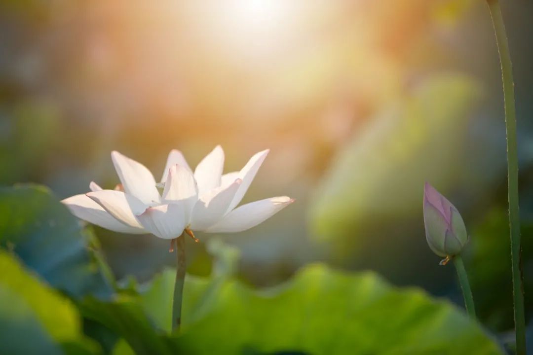 意象對(duì)話心理療法發(fā)展研究概述與展望