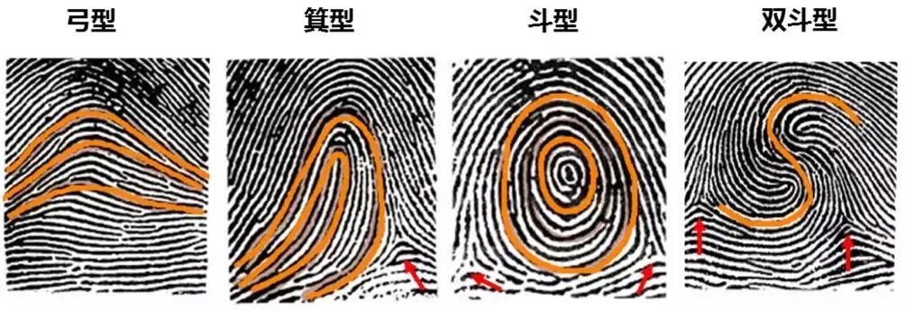 你的指紋里，竟然藏了這么多秘密？