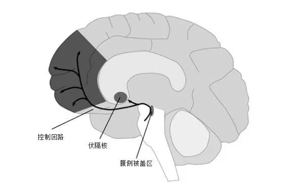 為什么有想要的沖動(dòng) ，卻沒(méi)有喜歡的感覺(jué)？