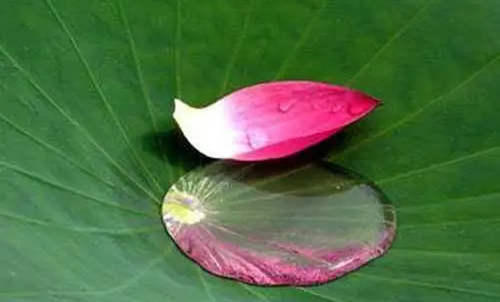 花瓣測(cè)試你二月份會(huì)遇到什么意外驚喜！