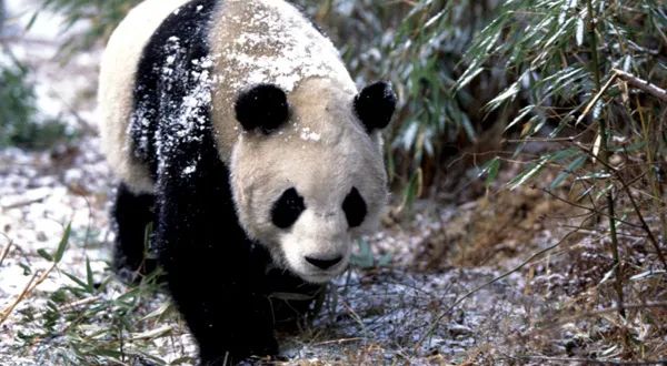 “攻擊性”視角下的世界