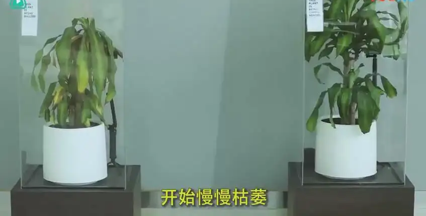 怎么讓孩子避免校園暴力