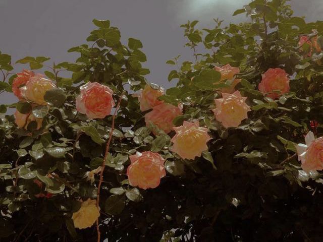 朋友們，開(kāi)心渡過(guò)每一天