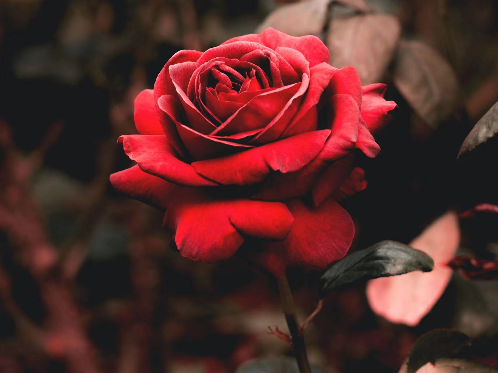 愛(ài)情信物：解讀紅玫瑰的花語(yǔ)