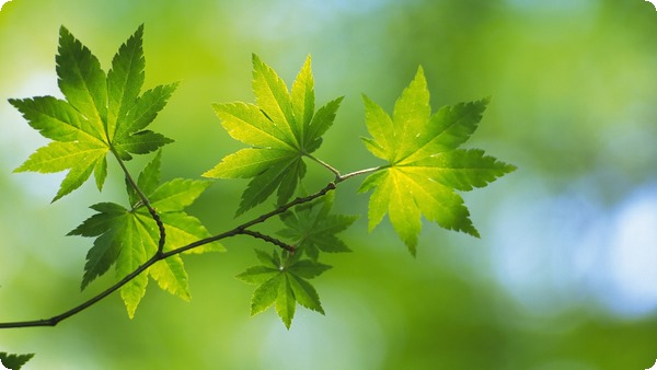自閉癥孩子怎么干預(yù)最好  情感溝通聯(lián)接最重要