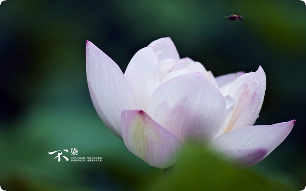 獨(dú)處是一種能力 也是一種享受