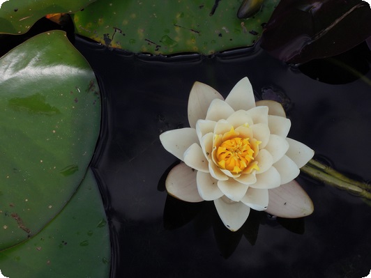 固執(zhí)己見和一意孤行的區(qū)別(固執(zhí)己見 的意思)